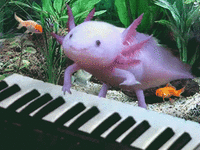 axolotl.gif