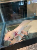 Fredsick3.jpg Fredsick3.jpg