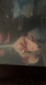 50F5E531-AB98-43DE-A41C-62BB6B405FD2.jpeg