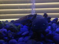 Little-Lotl blue light glowing eyes.JPG