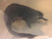 101922 Sick LL cloaca balloon.jpg