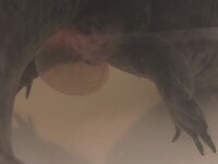 101922 Sick LL cloaca balloon closeup.jpg