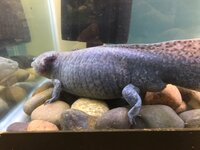 110122 LL bloated.jpg