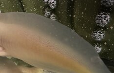 IMG_7246.jpeg