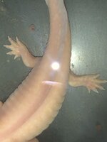 10C21EF2-AF54-4E28-917D-6E6A7B3CF80D.jpeg