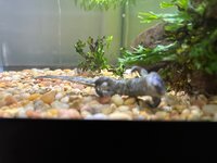Dead Newt Close.jpg