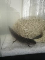 IMG_0143.jpeg