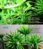 eggs_2015-2020.jpg