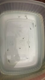 IMG_9554.jpeg