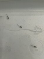 IMG_9556.jpeg