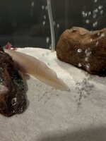 IMG_1476.jpeg