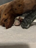 IMG_1479.jpeg
