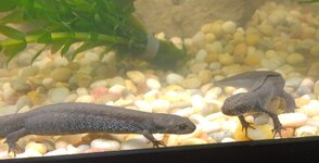 Danube Crested Newts.jpg Danube Crested Newts.jpg