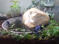 dart frogs azureus.jpg