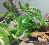 leaf frogs.jpg leaf frogs.jpg