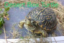 box turtle 2.jpg box turtle 2.jpg
