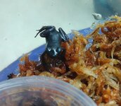 melanistic dart frog (black and green).jpg melanistic dart frog (black and green).jpg