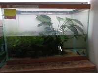 Adult cyanurus tank.jpg