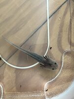 IMG_7309.jpeg
