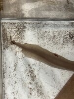 IMG_1537.jpeg