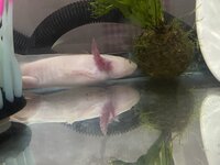IMG_9552.jpeg