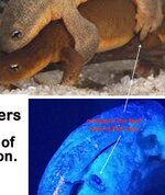 CA Newts .jpg