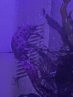 IMG_8598.jpeg