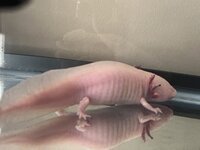 IMG_3039.jpeg