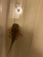 619FBAAB-C680-4FCB-B147-E8CC254F12D3.jpeg