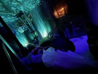IMG_3251.jpeg
