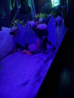 IMG_3243.jpeg