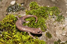 Shasta Salamander.JPG
