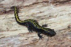 Southern Long-toed.JPG