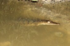 American Crocodile.JPG