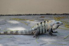 Black Spiny-tailed Iguana.JPG