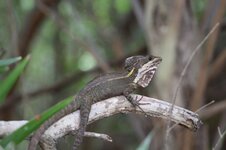 Brown Basilisk.JPG