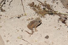 Central American Gulf Coast Toad.JPG