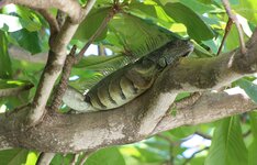 Green Iguana.JPG