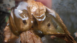 RIMG8651.JPG