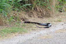 Texas Indigo Snake.JPG