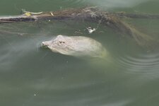Texas Spiny Softshell.JPG