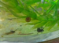 larvae with leg sticks.jpg