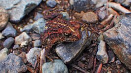 toadlet.jpg