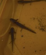 IMG_4053.jpeg