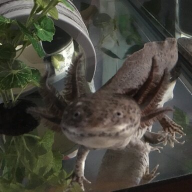 Please Help Axolotl Hasn T Eaten For Nine Days Caudata Org Newts And Salamanders Portal Please Help Axolotl Hasn T Eaten For Nine Days Caudata Org Newts And Salamanders Portal