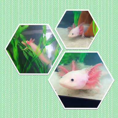 Axolotls Are Coming To Minecraft Caudata Org Newts And Salamanders Portal Axolotls Are Coming To Minecraft Caudata Org Newts And Salamanders Portal