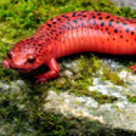 Axolotls Are Illegal In California Here Are The Relevant Laws Caudata Org Newts And Salamanders Portal Axolotls Are Illegal In California Here Are The Relevant Laws Caudata Org Newts And Salamanders Portal