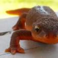 Are Ping Pong Balls Axolotl Safe Caudata Org Newts And Salamanders Portal
