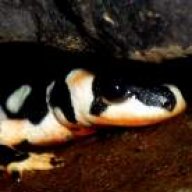 The Phoenix Worm Experiment  : Newts and Salamanders Portal