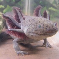 Waterdogs! As BASS BAIT?!?!  : Newts and Salamanders Portal